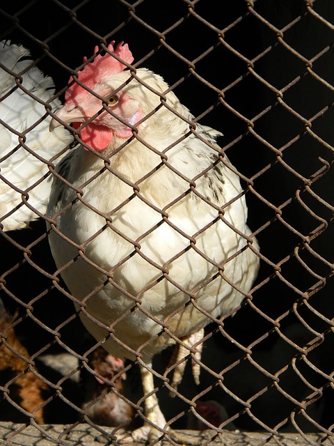 NBA最佳阵容公布：詹姆斯入选,